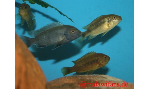 Pseudotropheus polit